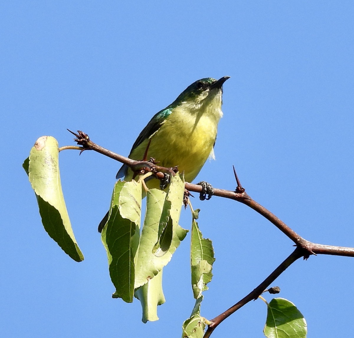 Collared Sunbird - ML646990419