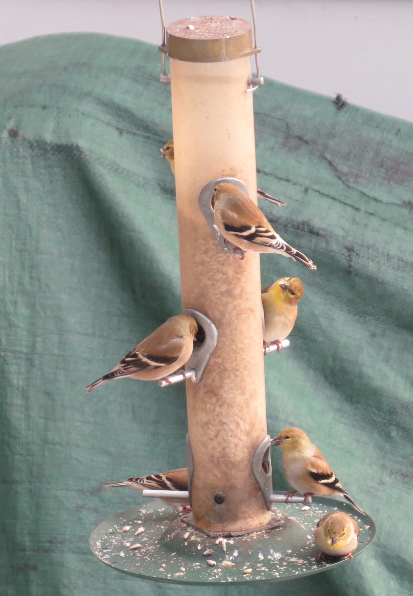 オウゴンヒワ - ML646990420