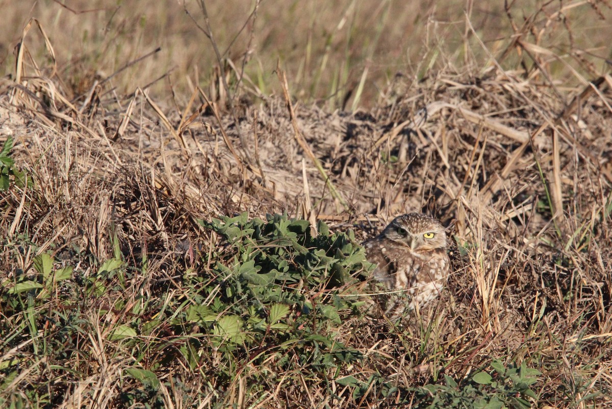 Kaninchenkauz - ML646990422