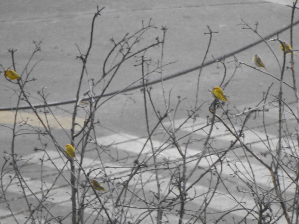 Saffron Finch - ML646990423