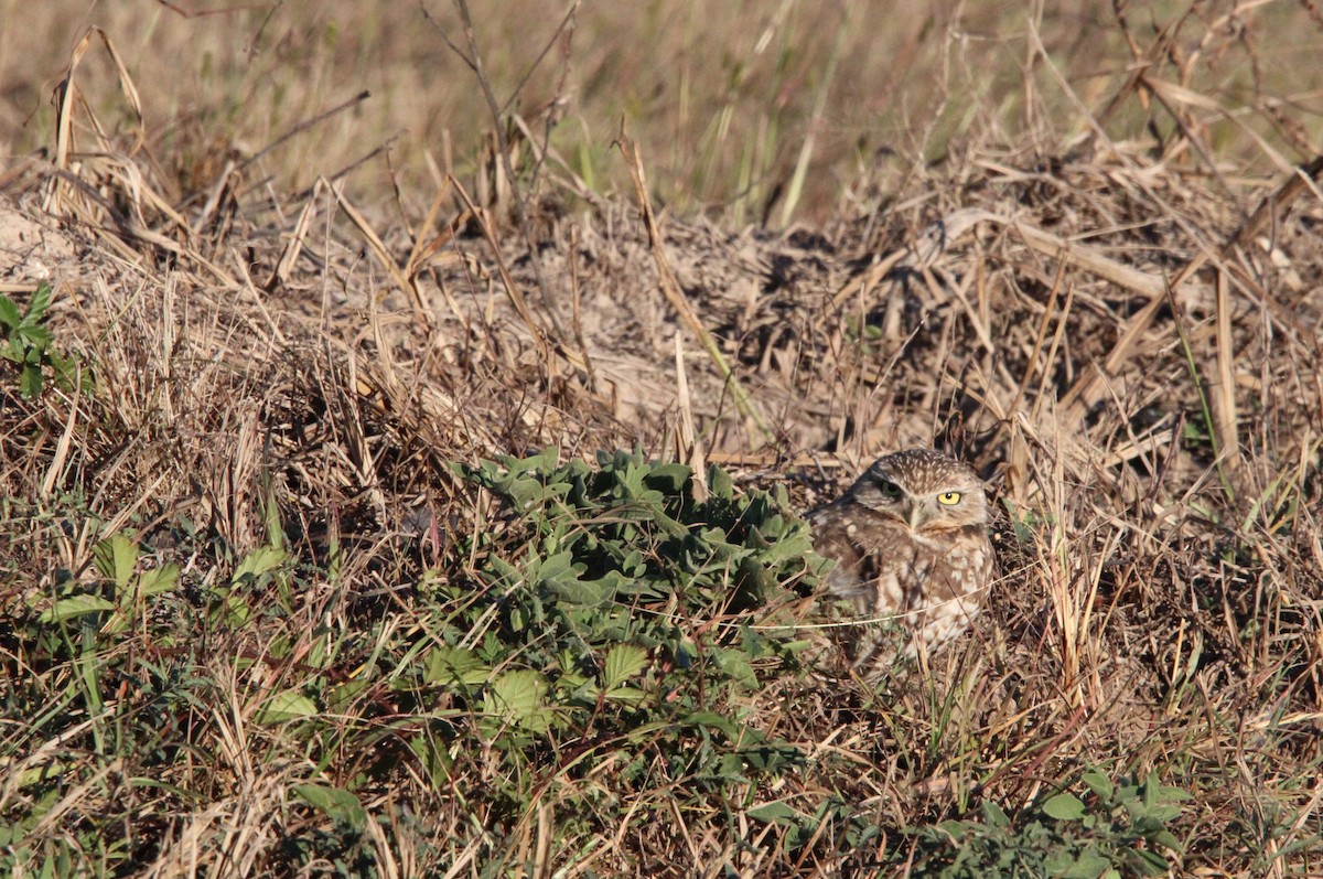 Kaninchenkauz - ML646990424