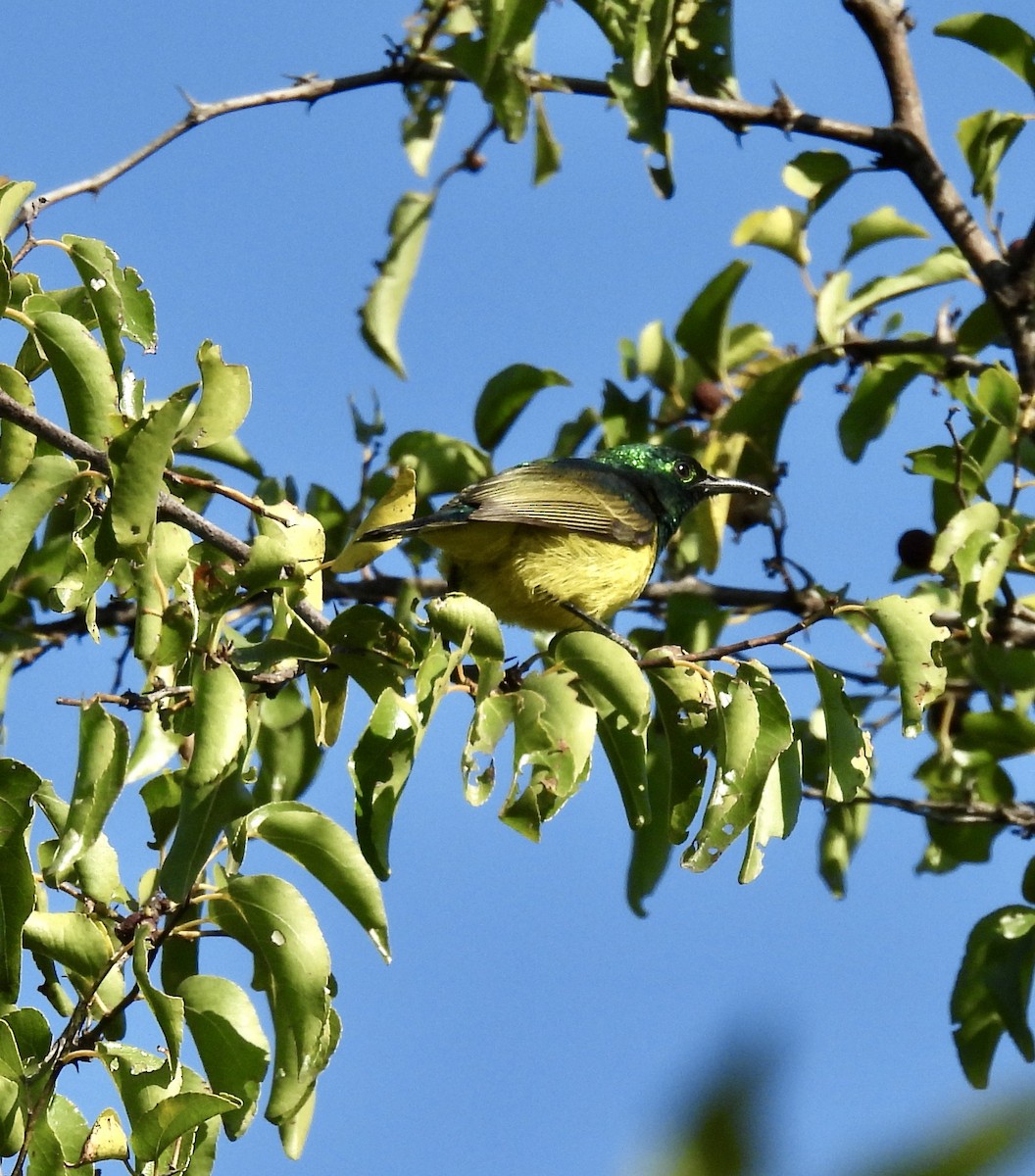 Collared Sunbird - ML646990425