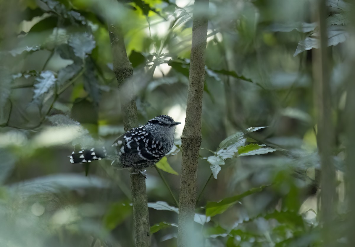 Tiluchí Escamoso - ML646990435