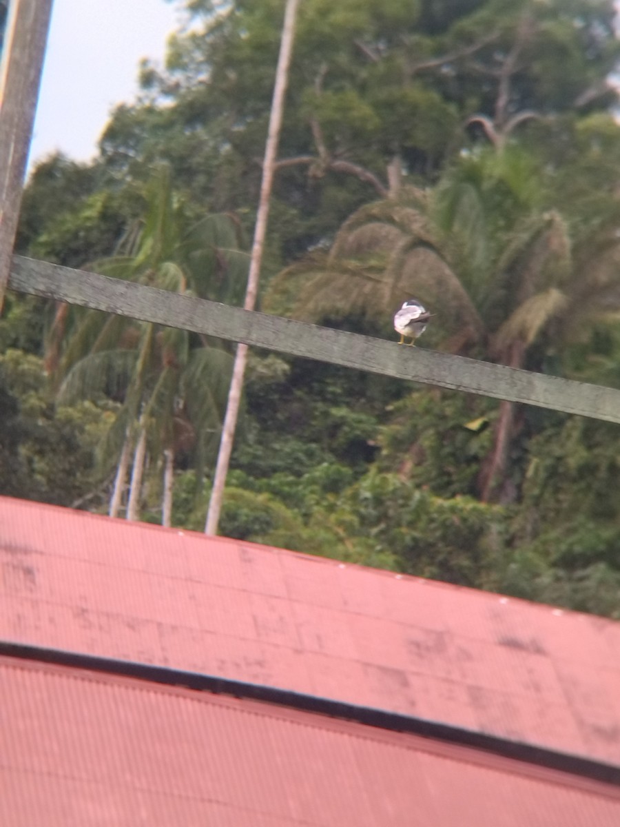 rybák amazonský - ML646990436