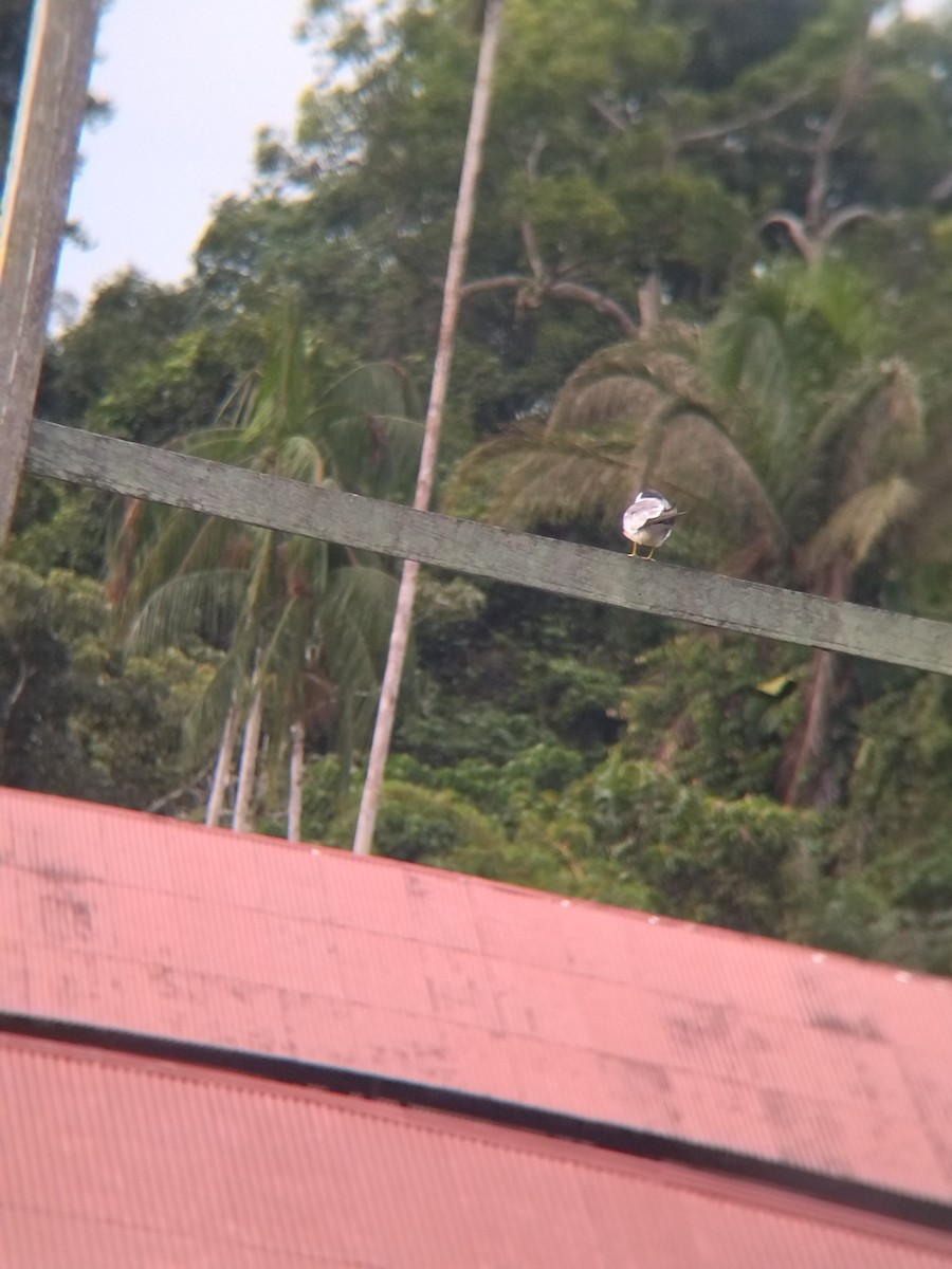 rybák amazonský - ML646990437