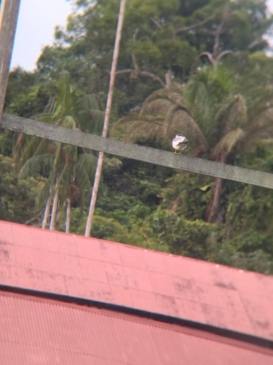 rybák amazonský - ML646990438