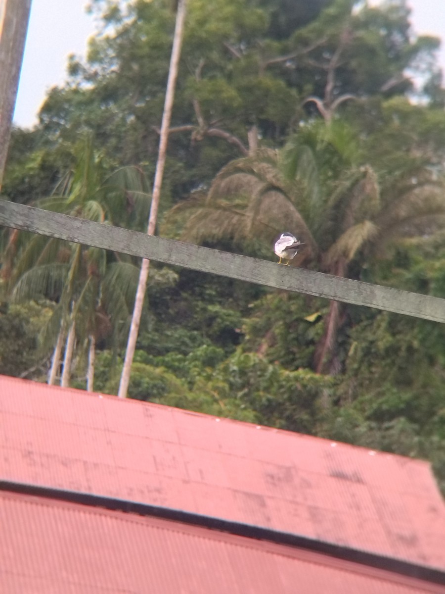 rybák amazonský - ML646990439