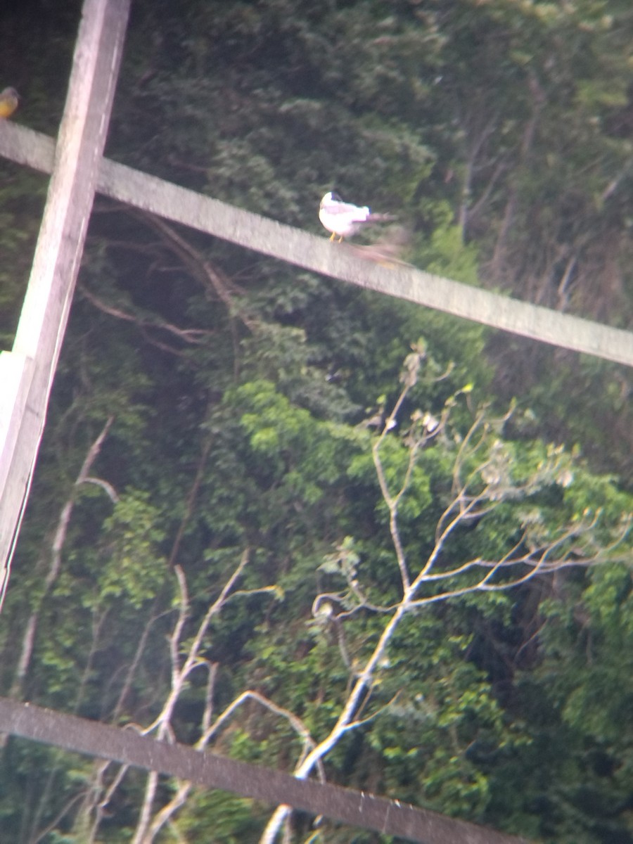 rybák amazonský - ML646990440