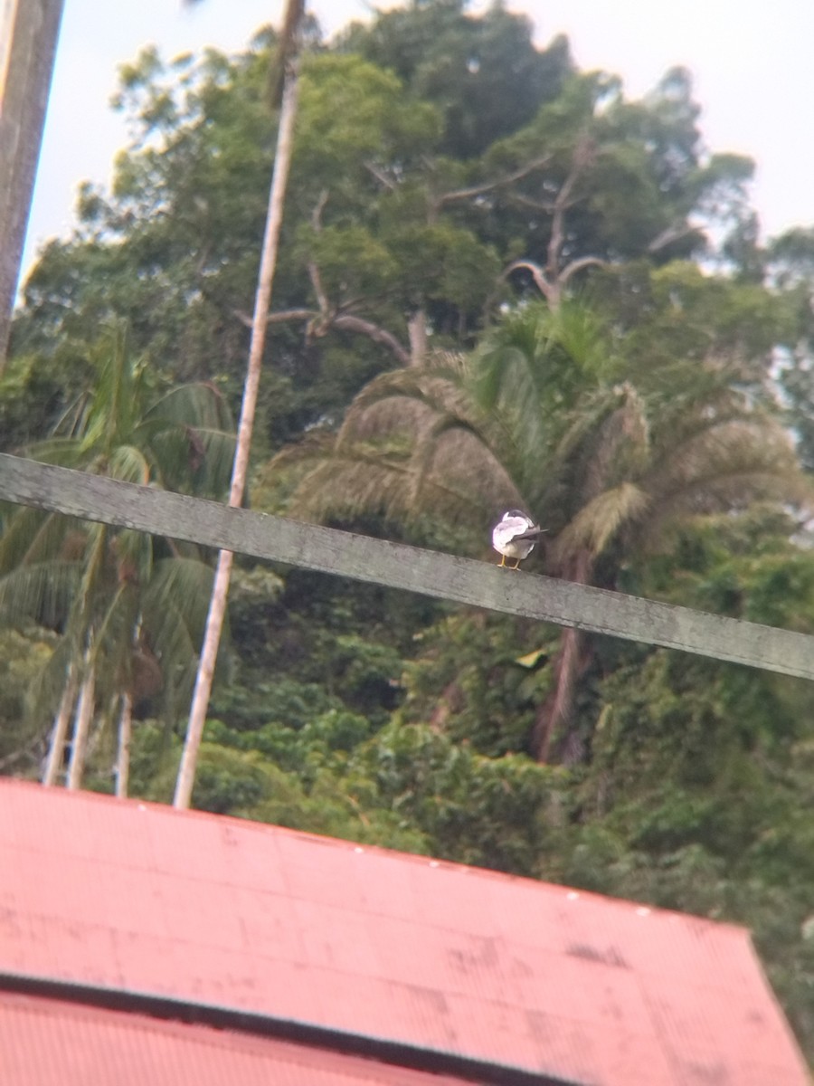 rybák amazonský - ML646990441