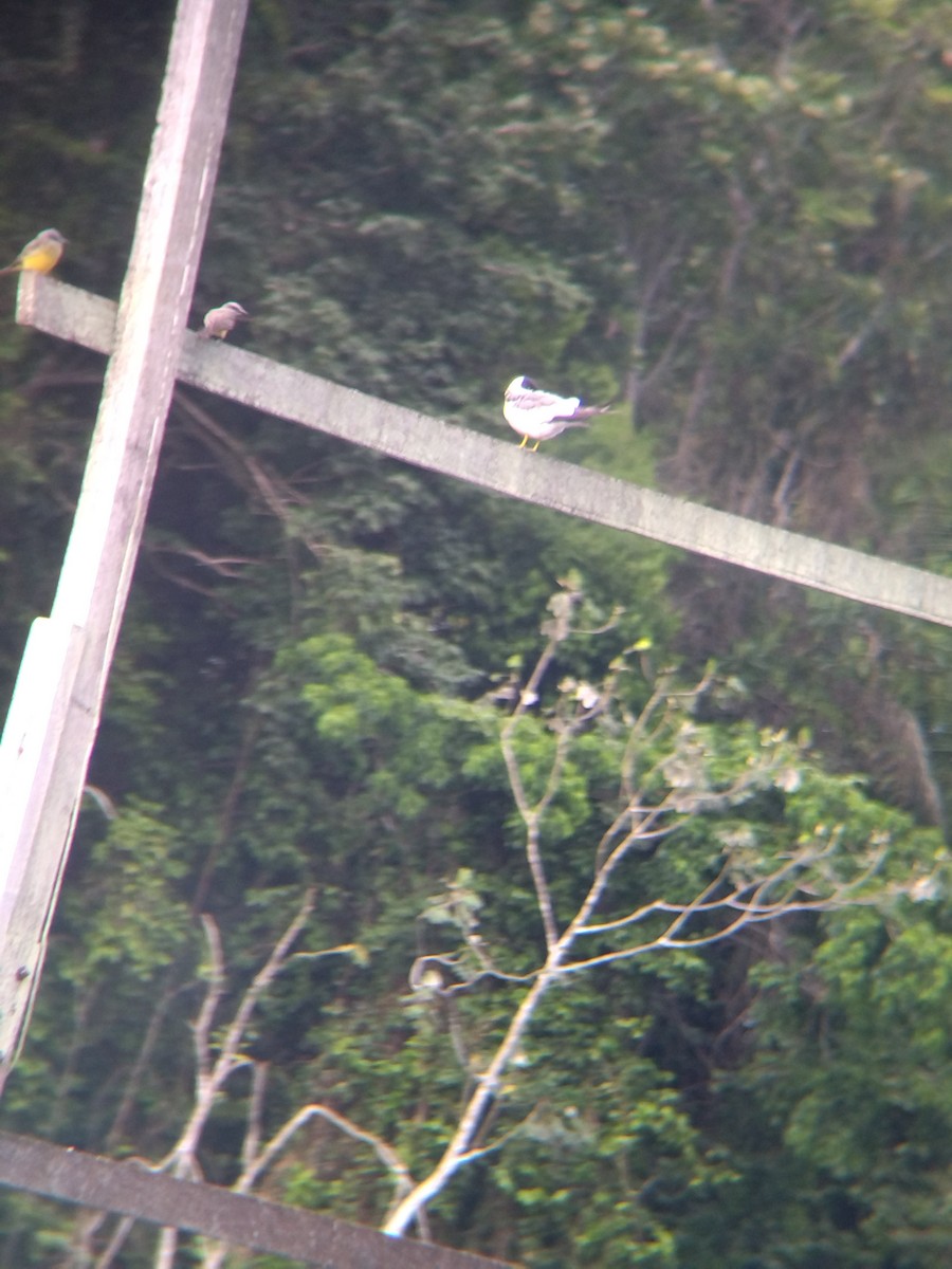 rybák amazonský - ML646990442