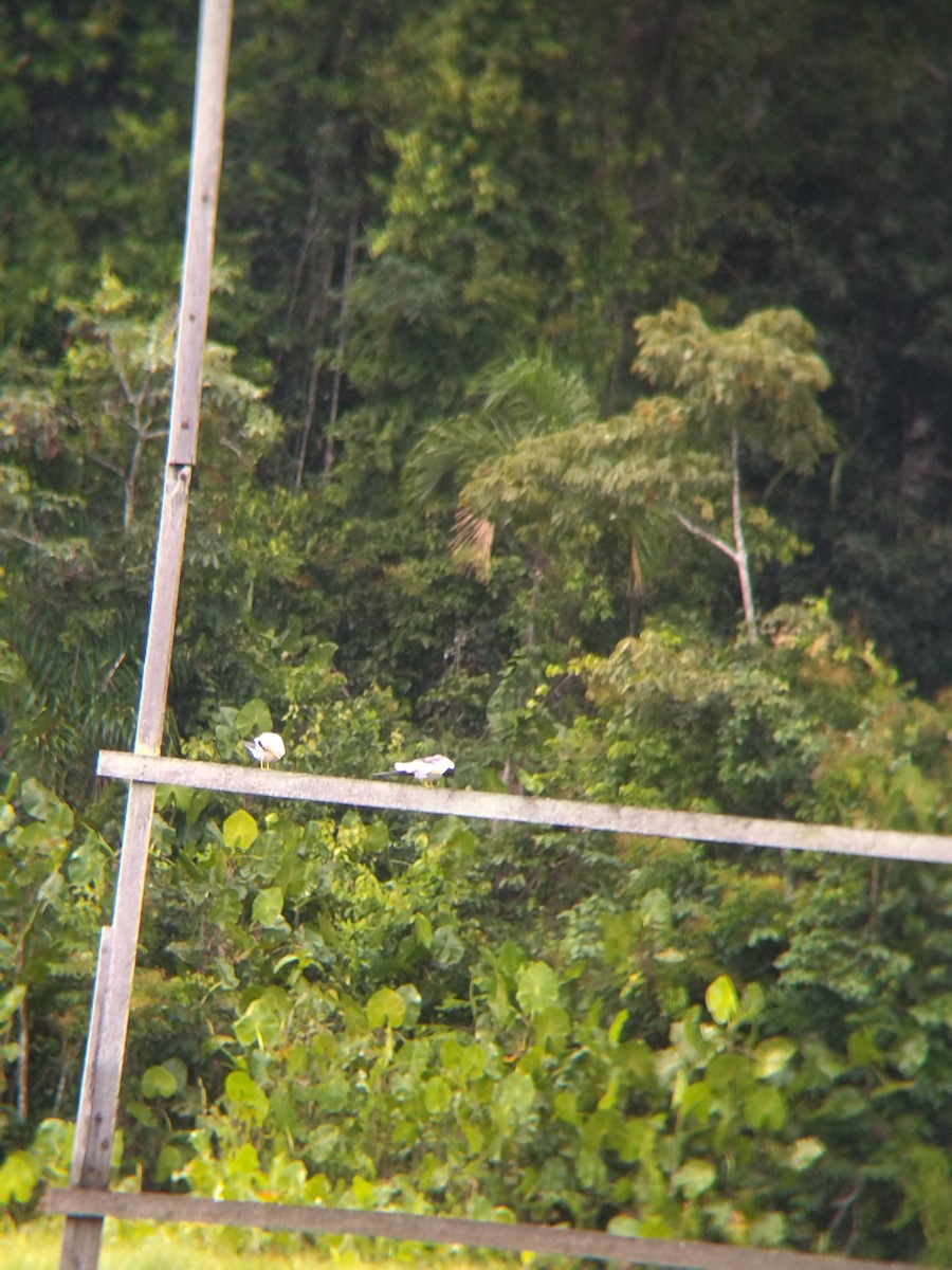 rybák amazonský - ML646990443