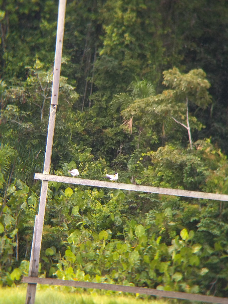 rybák amazonský - ML646990444