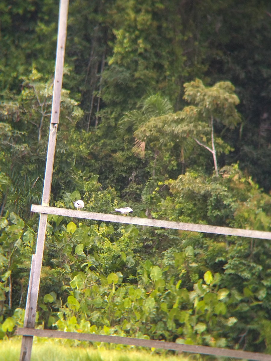 rybák amazonský - ML646990445