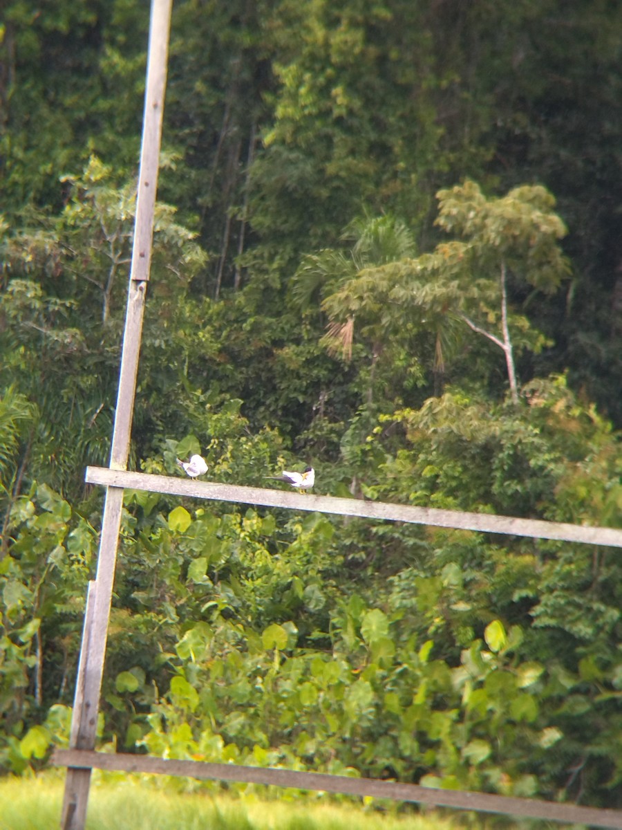 rybák amazonský - ML646990446