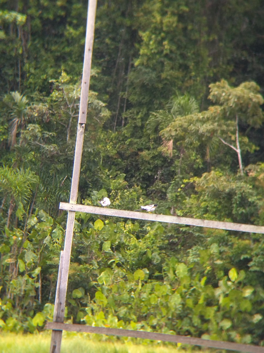 rybák amazonský - ML646990447