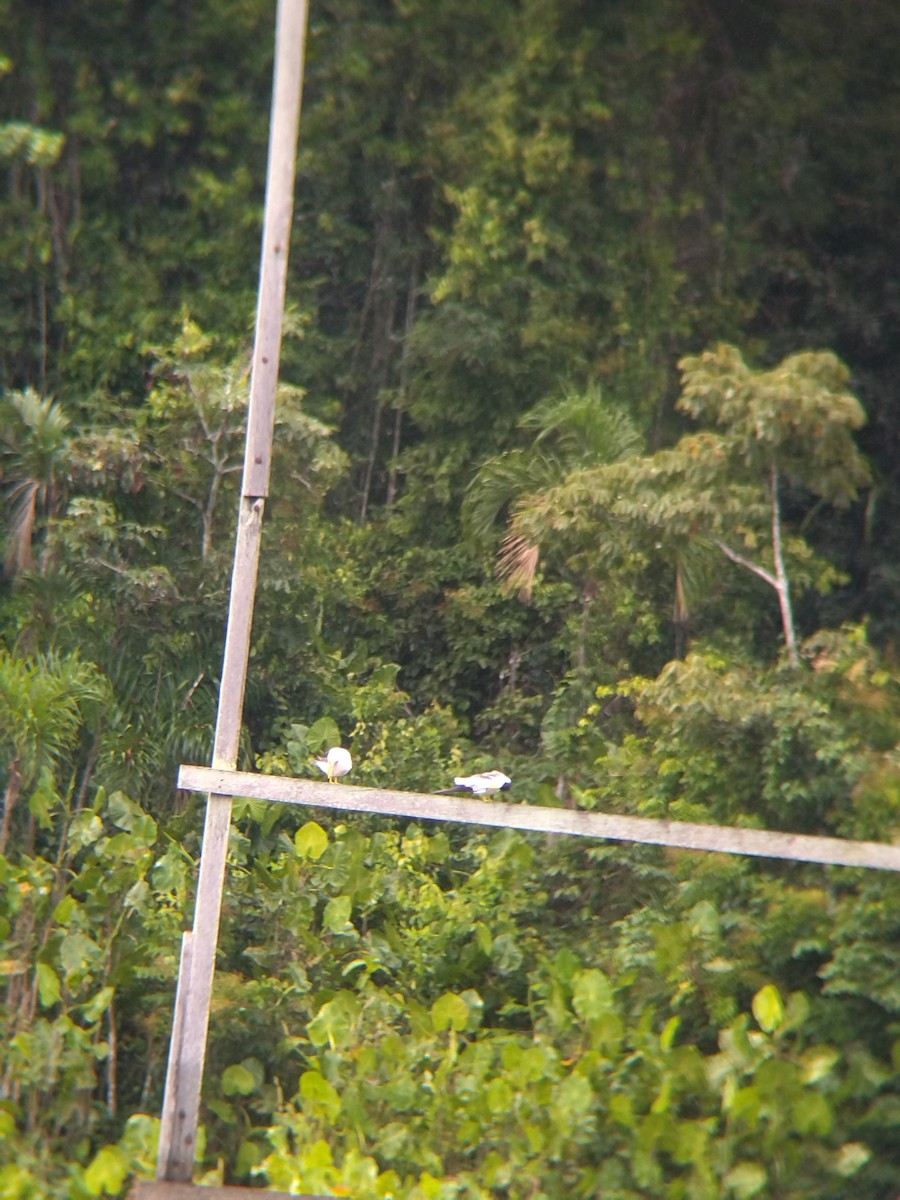 rybák amazonský - ML646990448