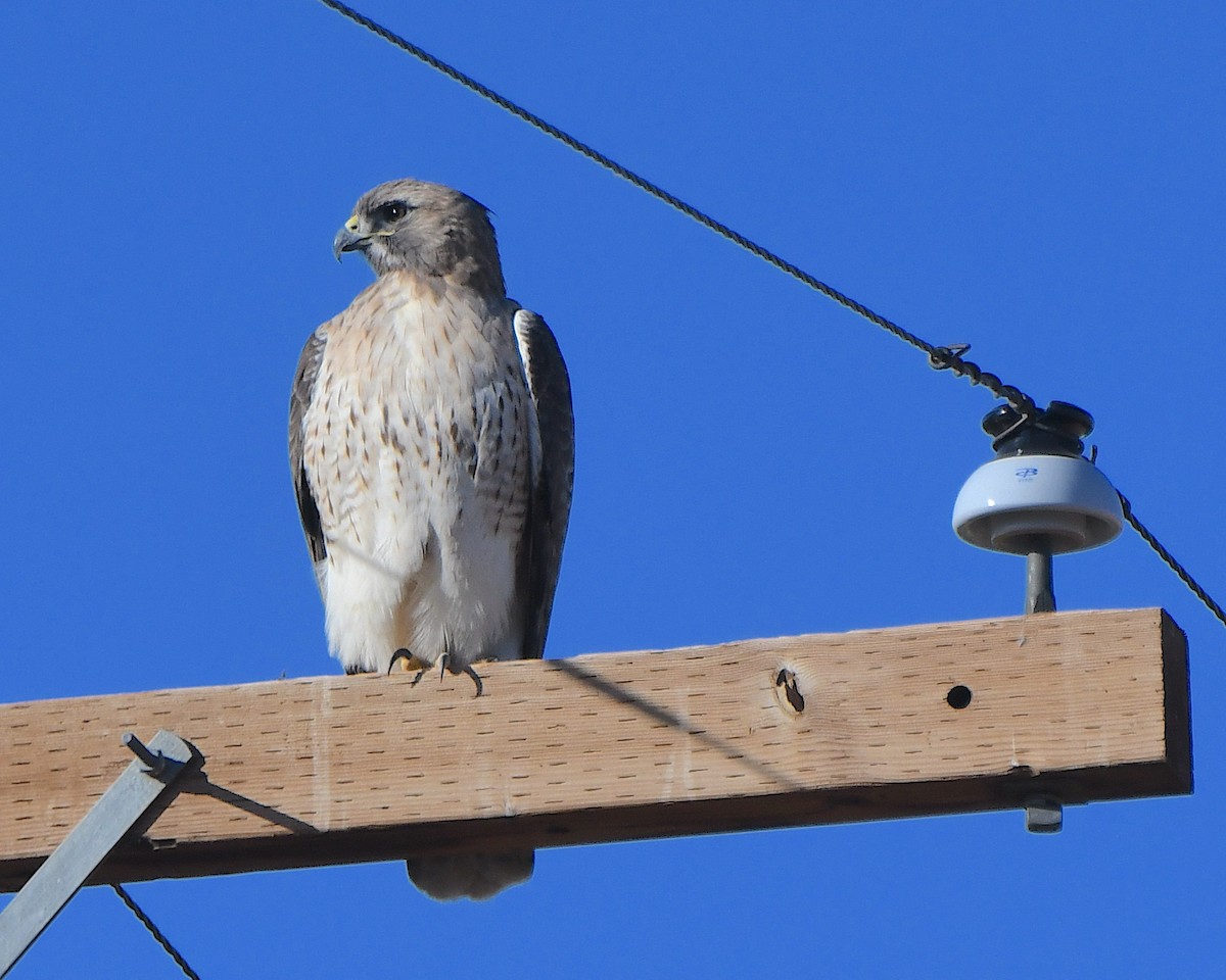 rødstjertvåk - ML646990449