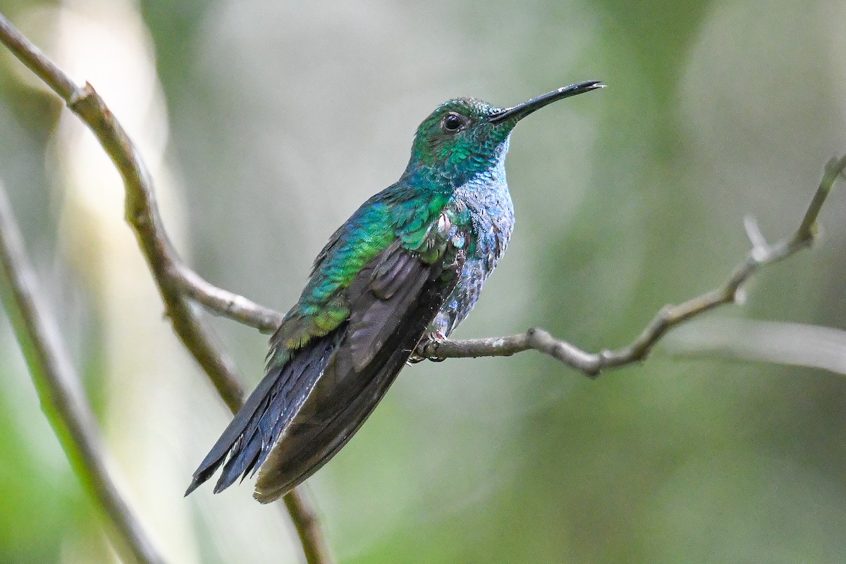 Белогузый колибри - ML646990450