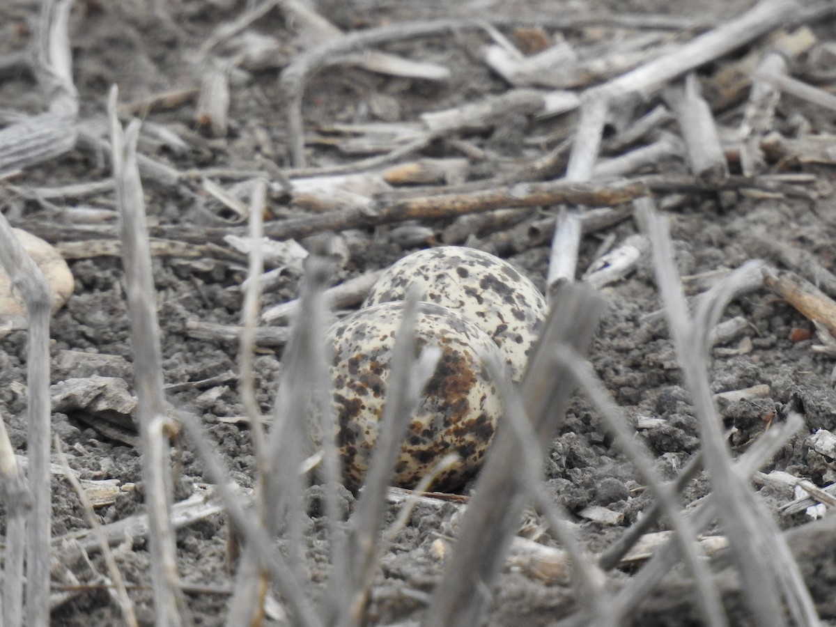 Australian Pratincole - ML646990457