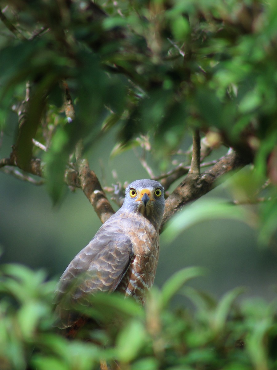 káně krahujová - ML646990479