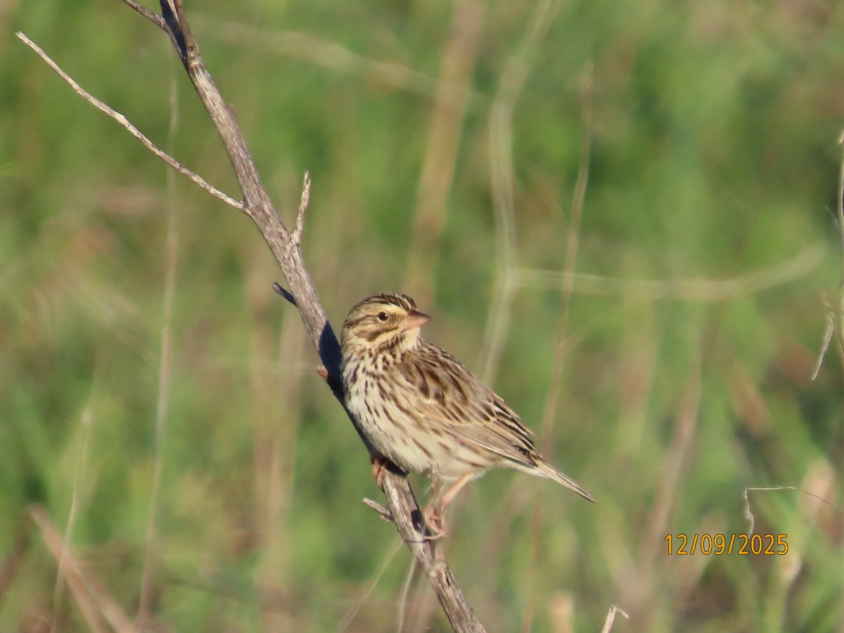 稀樹草鵐 - ML646990481