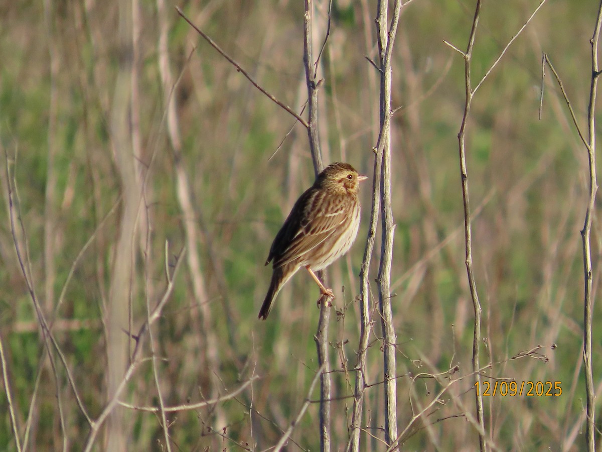 稀樹草鵐 - ML646990482
