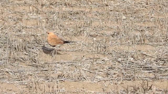 Australian Pratincole - ML646990487