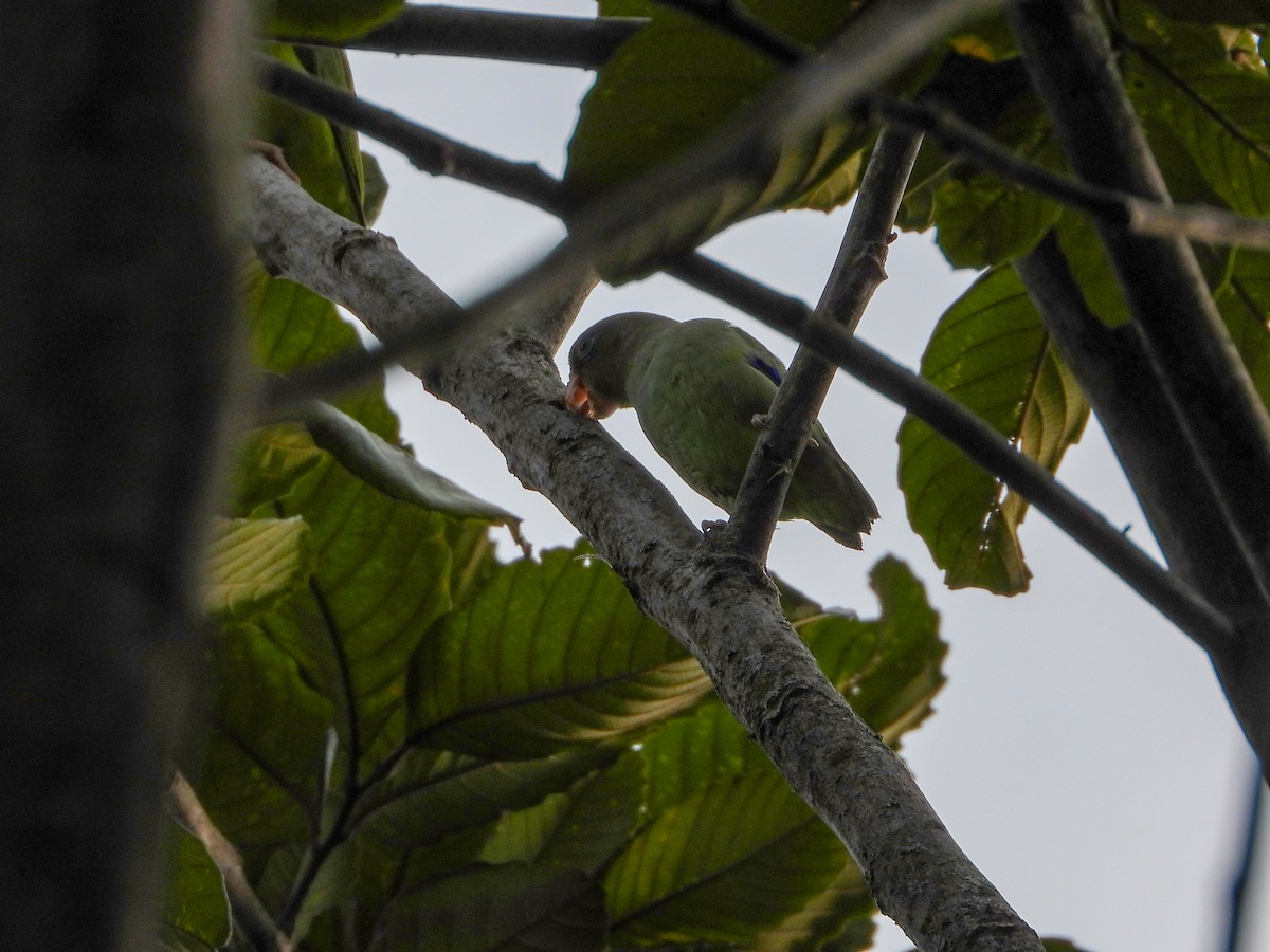 Spectacled Parrotlet - ML646990488