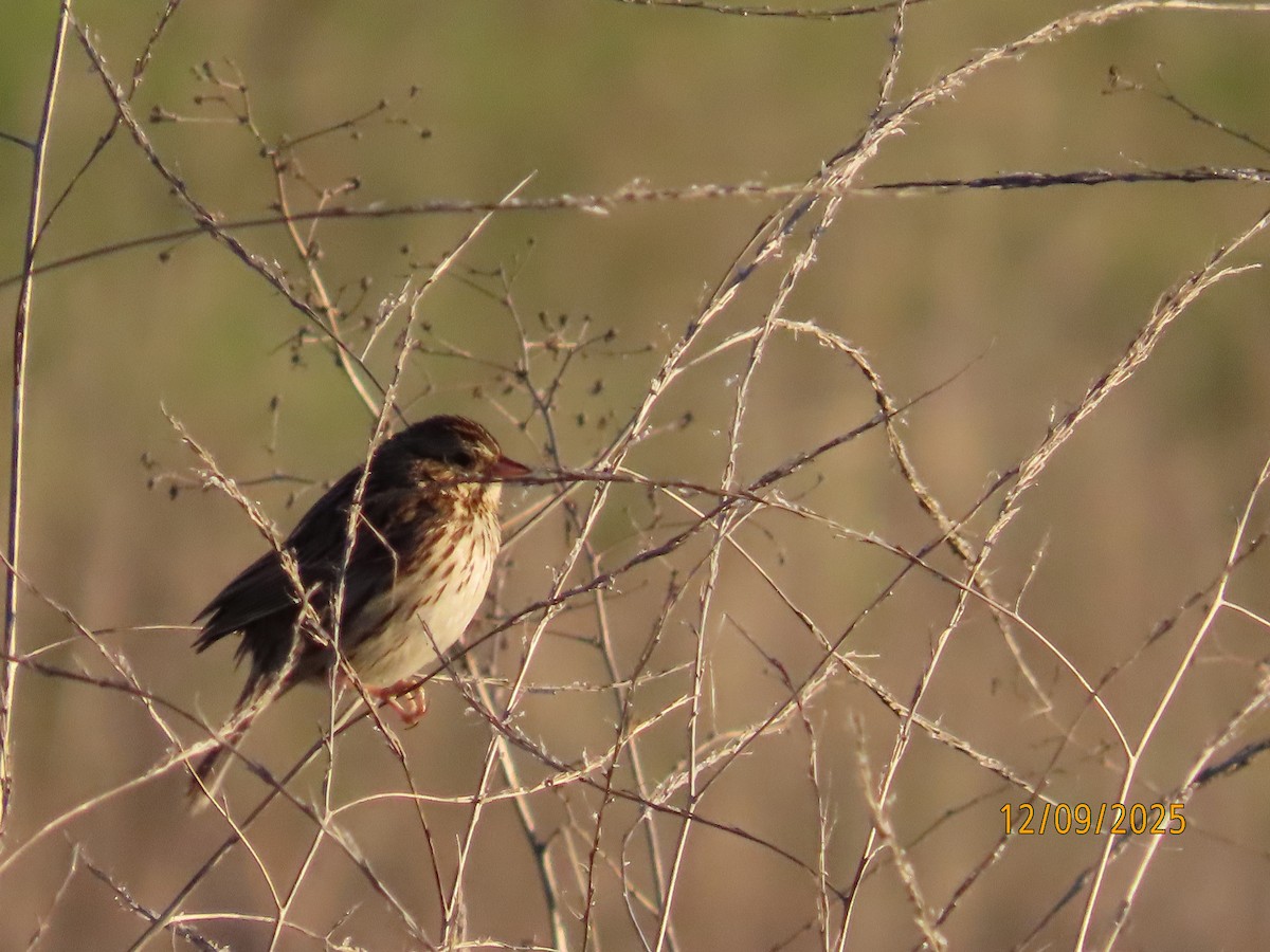 稀樹草鵐 - ML646990489