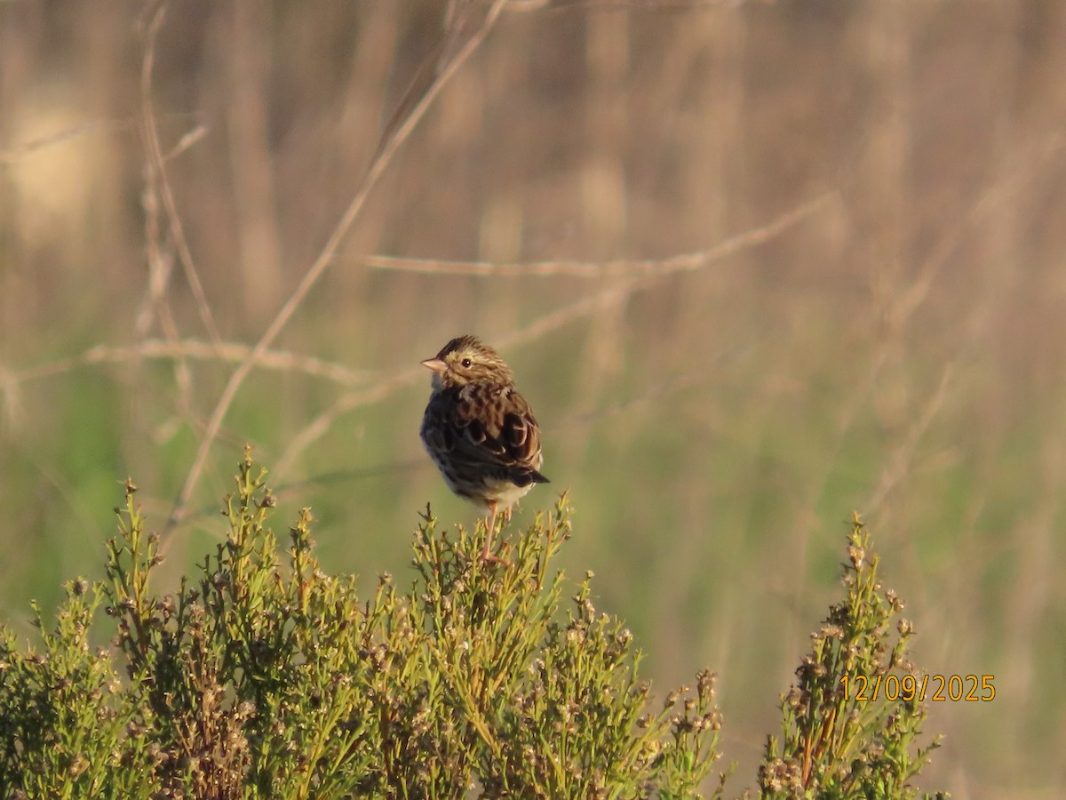 稀樹草鵐 - ML646990490