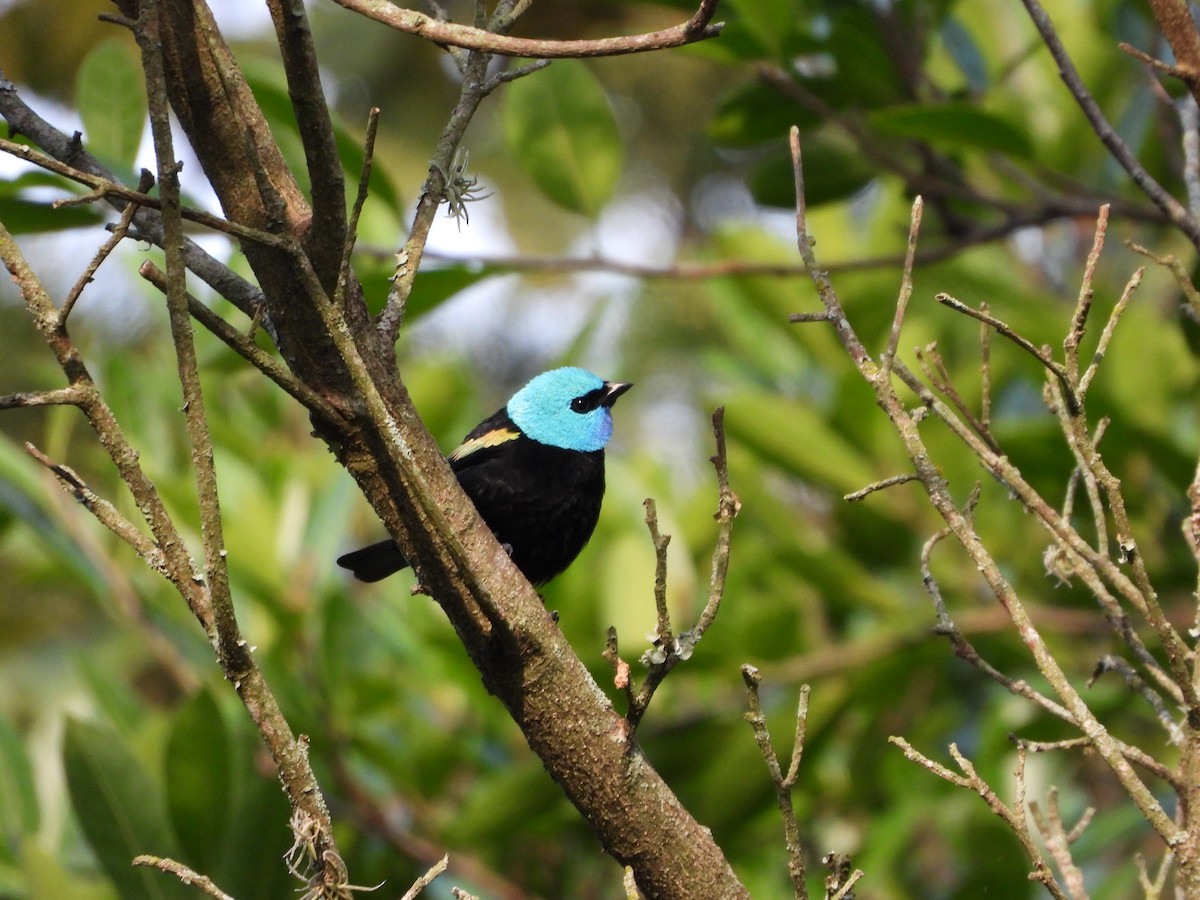 Танагра блакитношия - ML646990492