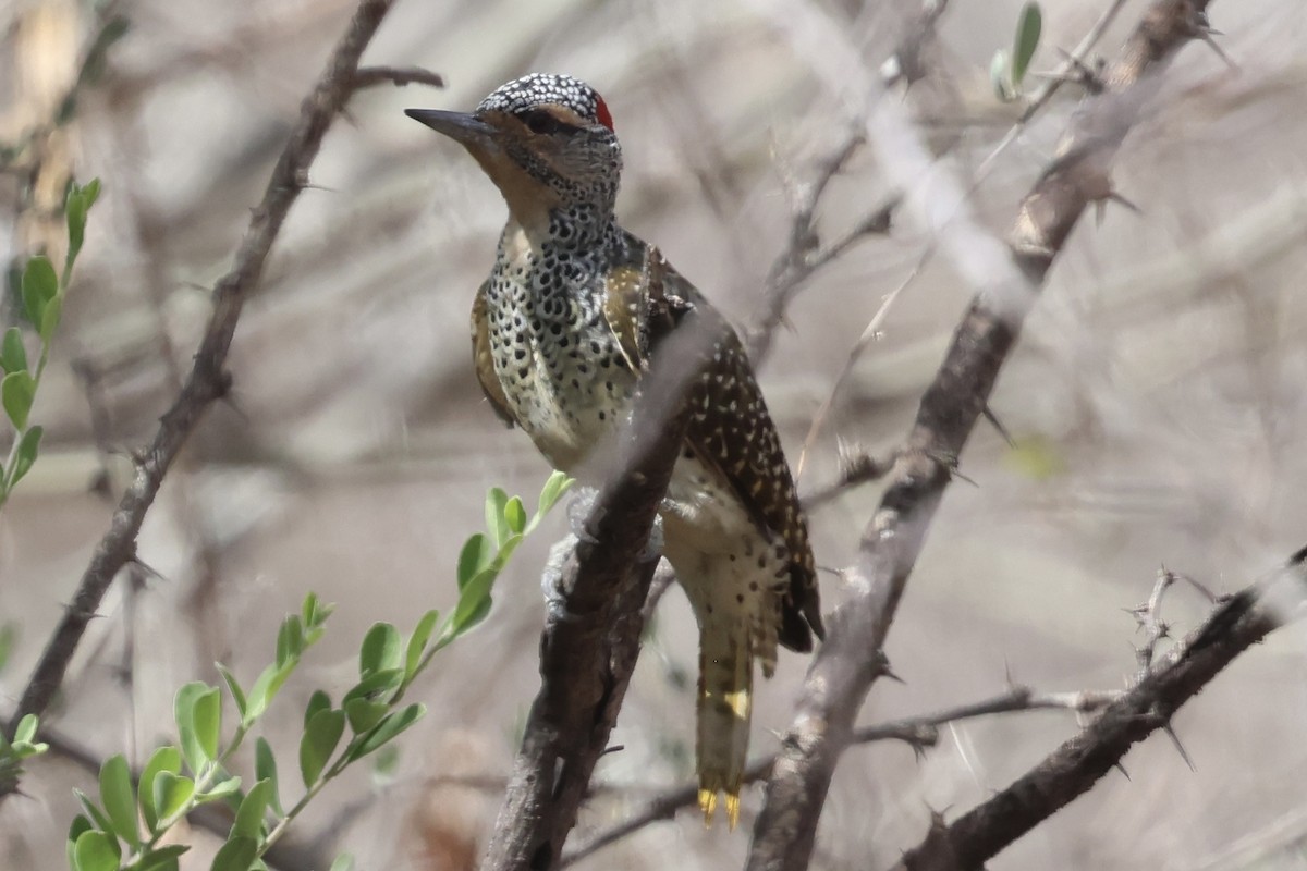 Nubian Woodpecker - ML646990493