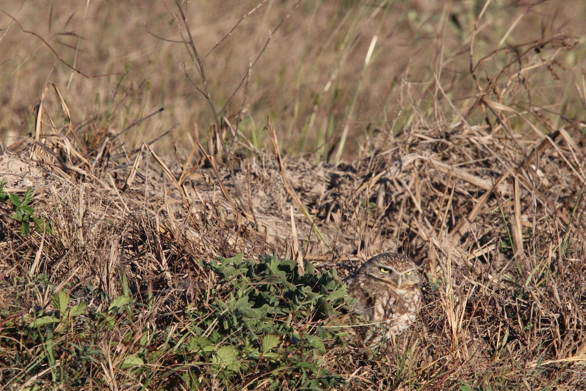 Kaninchenkauz - ML646990494