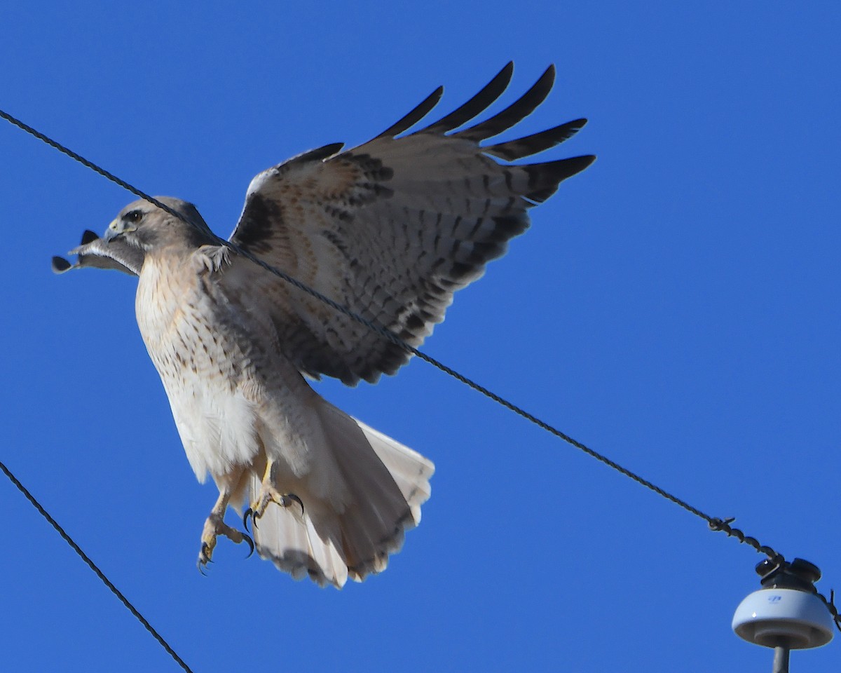 rødstjertvåk - ML646990496