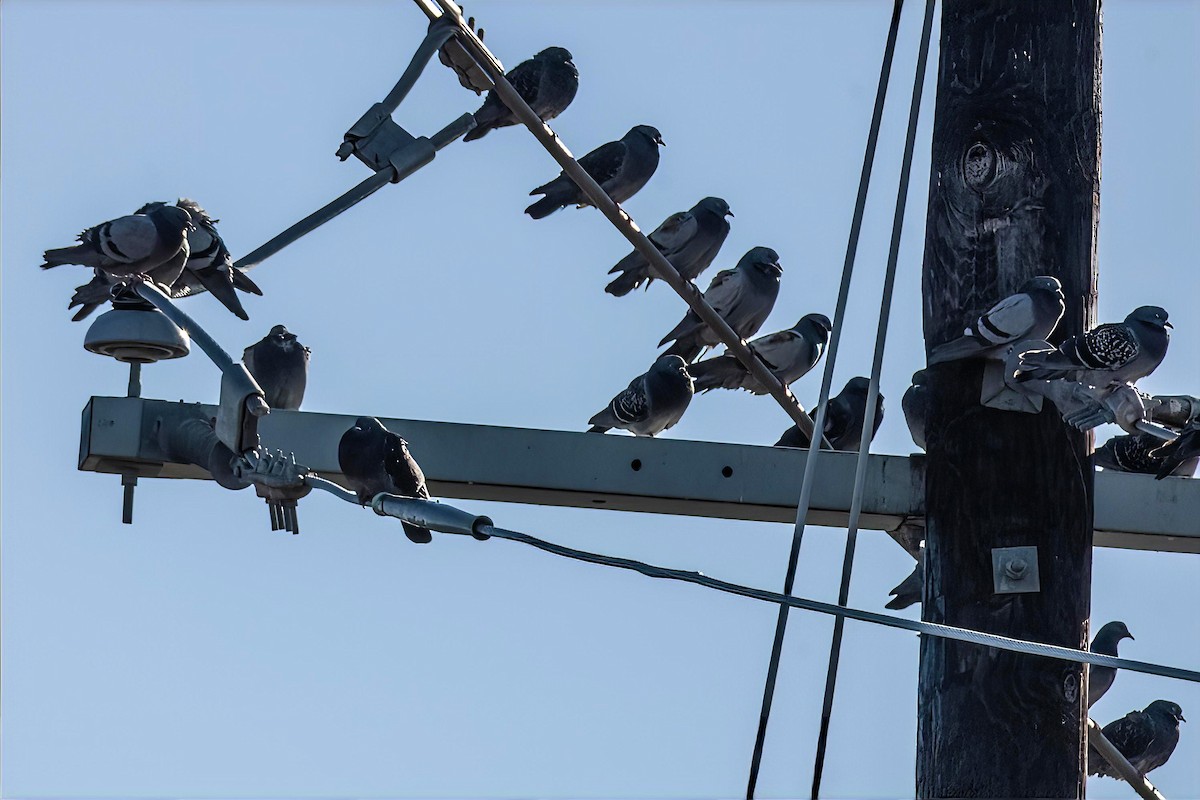 カワラバト（ドバト、家畜型） - ML646990504