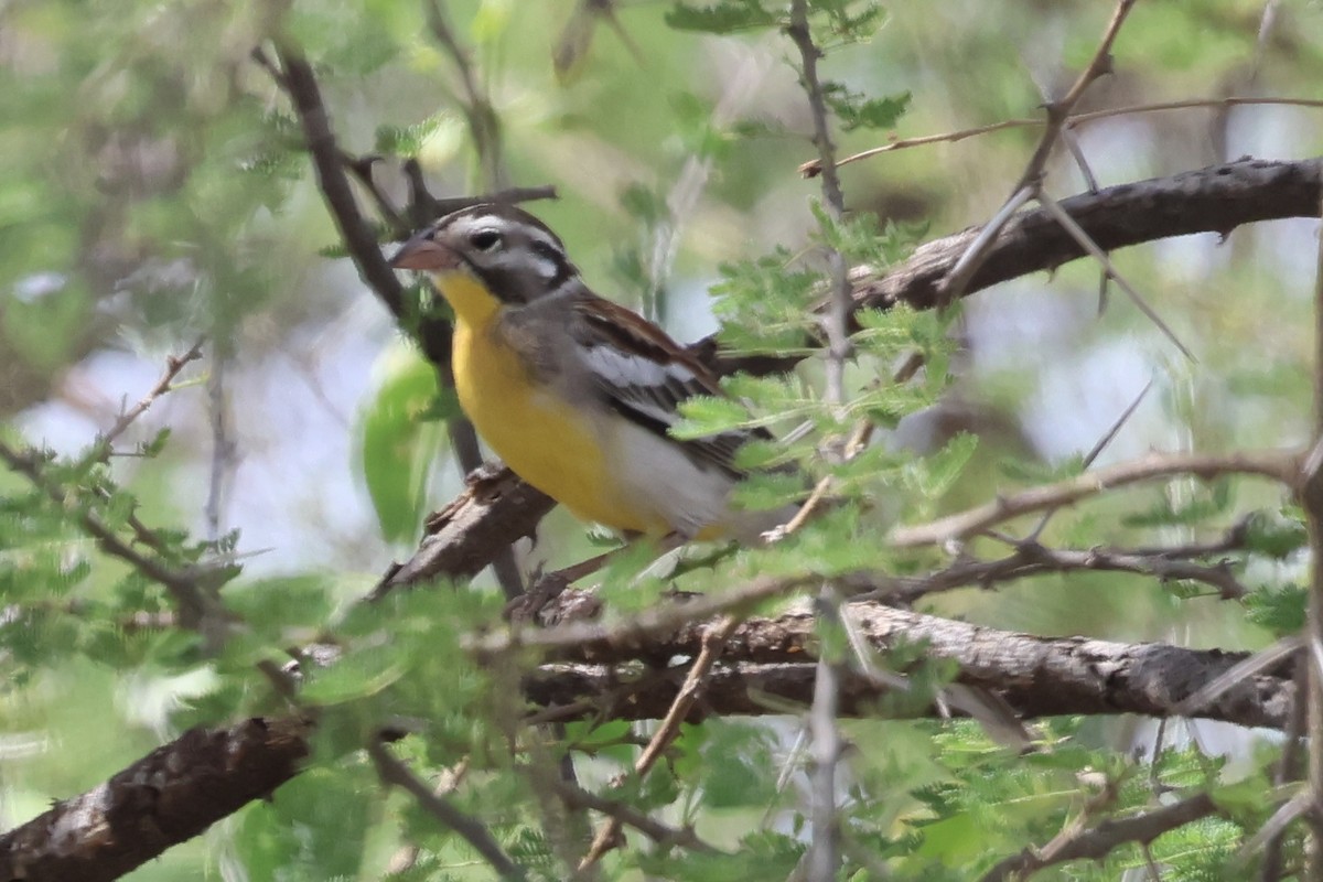 Somali Bunting - ML646990505