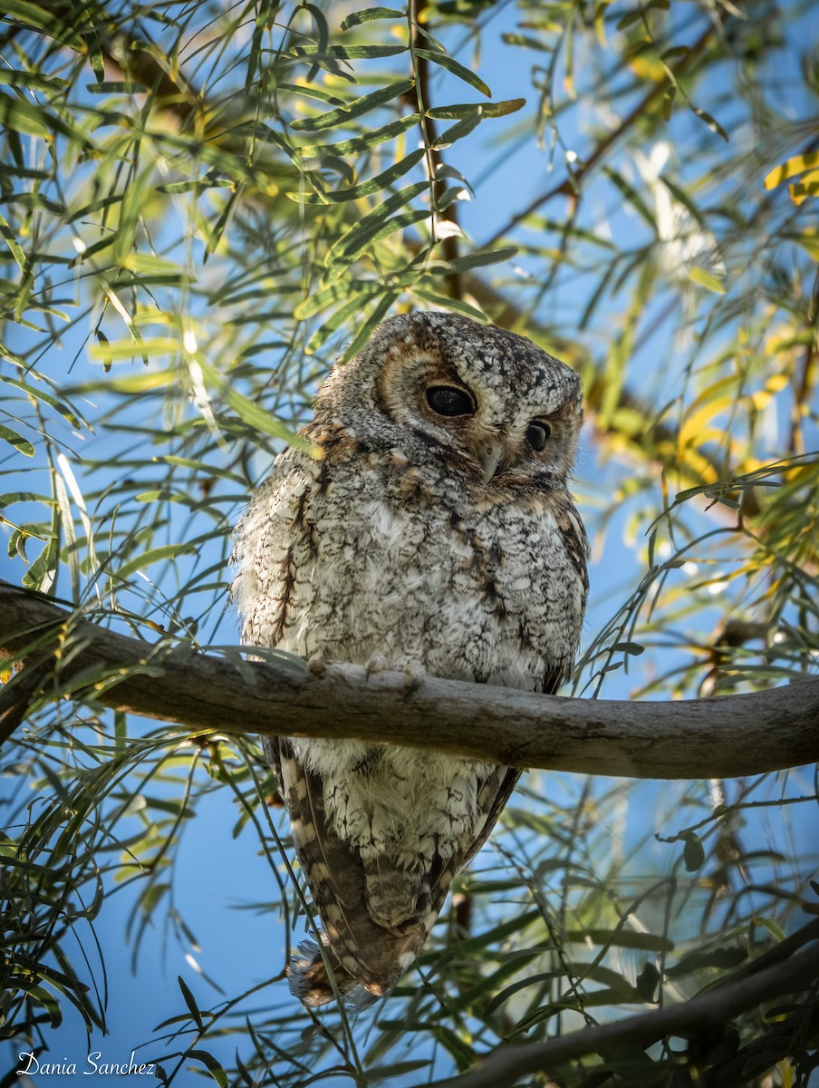 flammeugle - ML646990510