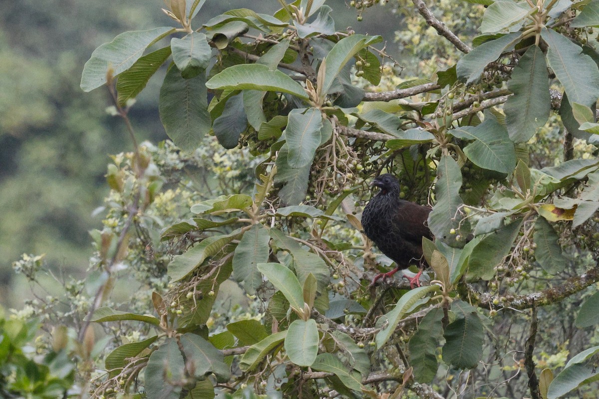 Andean Guan - ML646990512