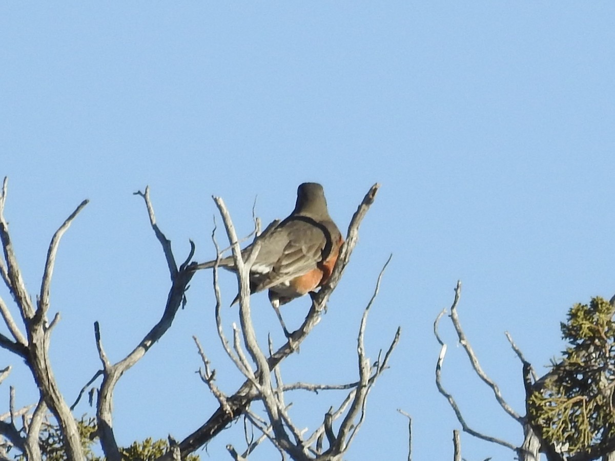 Zozo papargorria - ML646990513