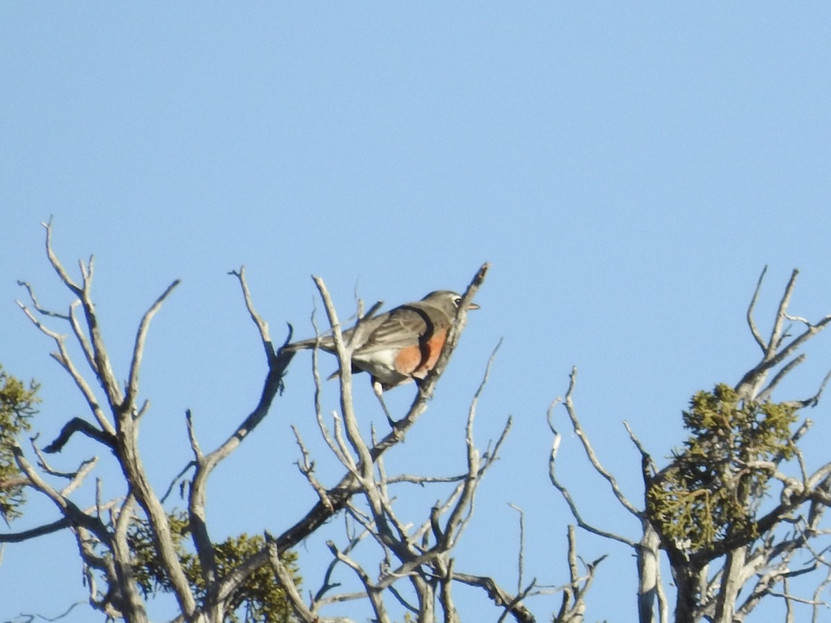 Zozo papargorria - ML646990514