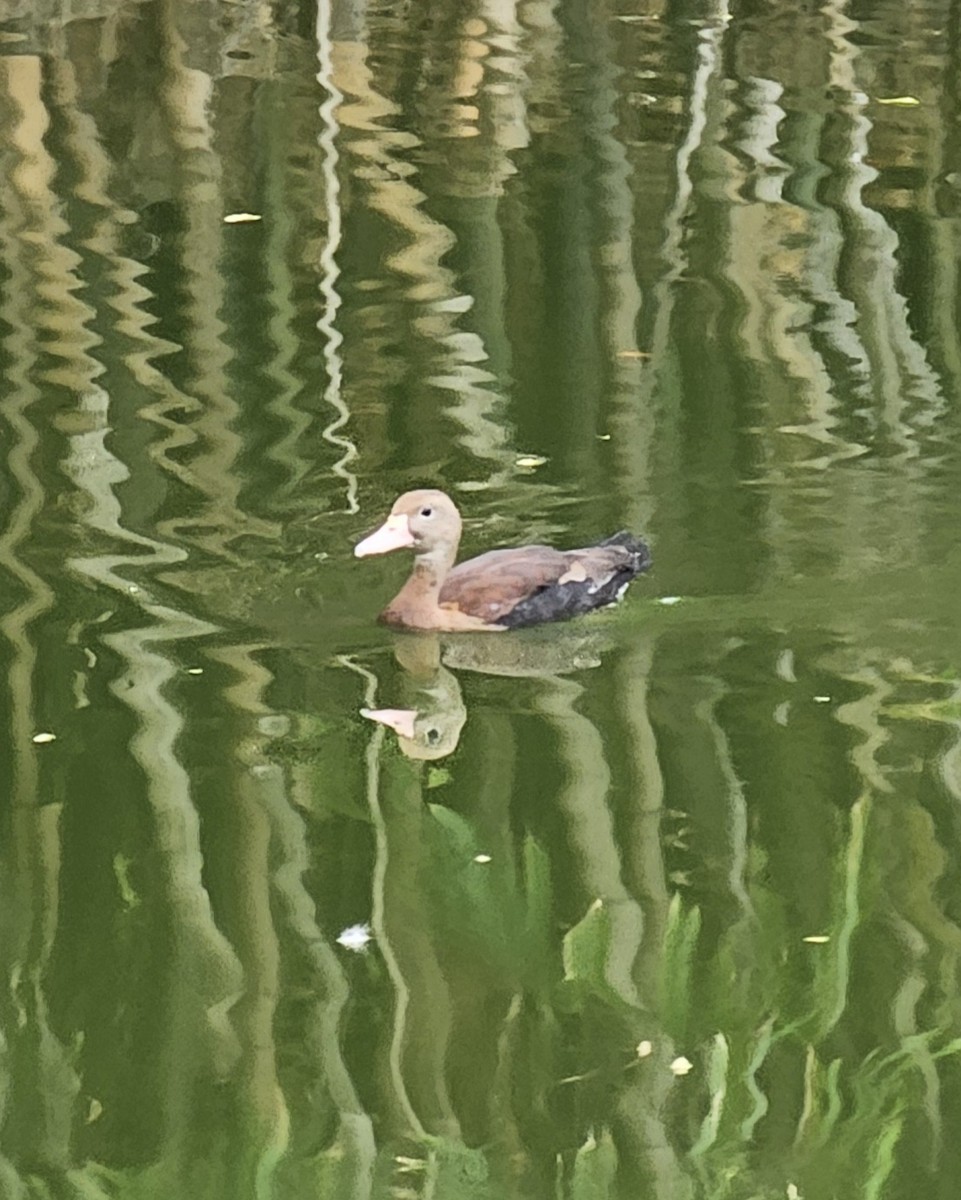 Kara Karınlı Islıkçı Ördek - ML646990516