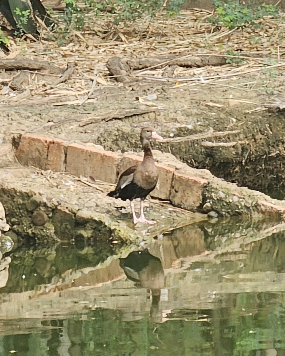 Kara Karınlı Islıkçı Ördek - ML646990517