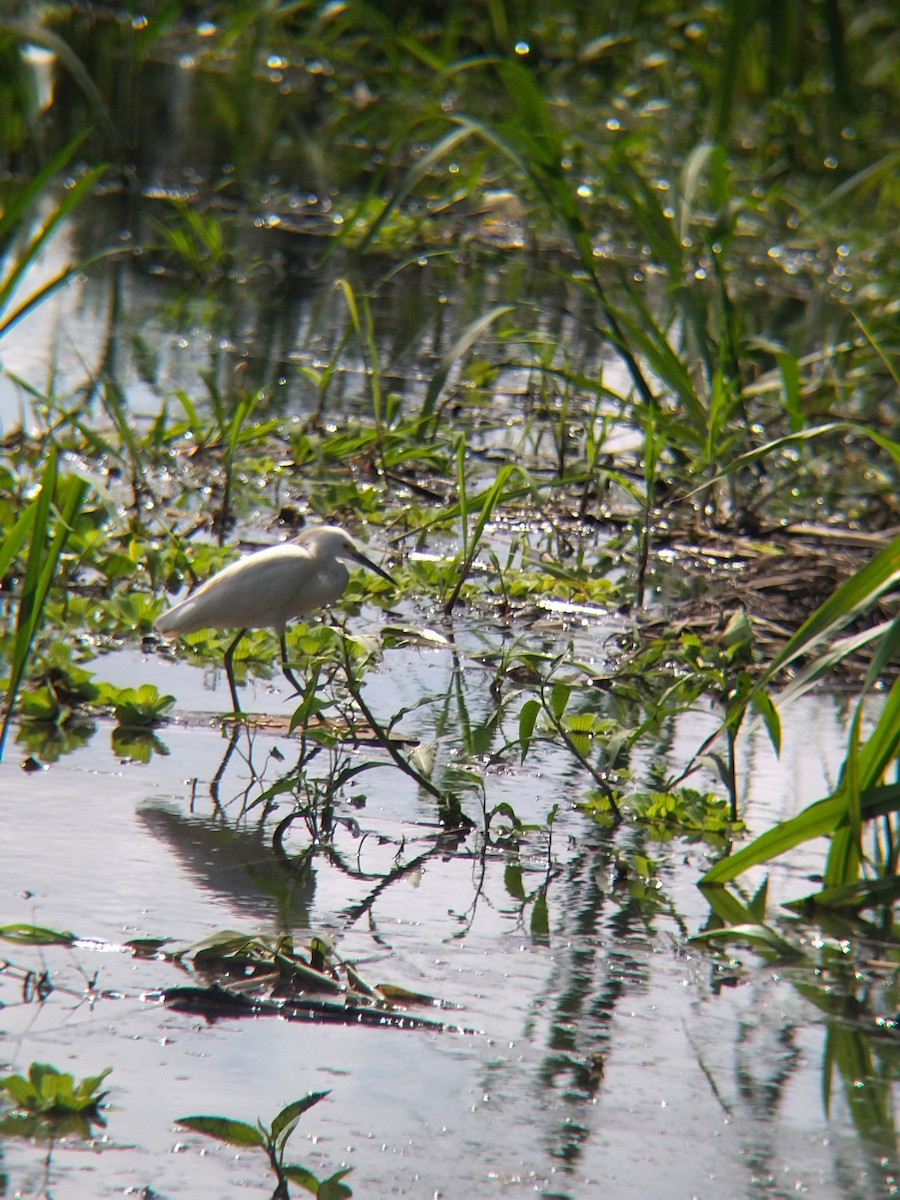 ユキコサギ - ML646990518