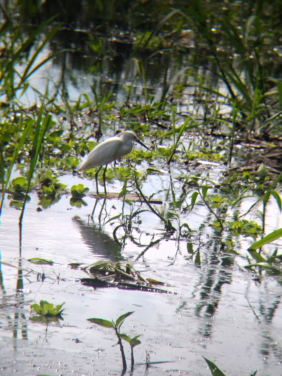 ユキコサギ - ML646990519