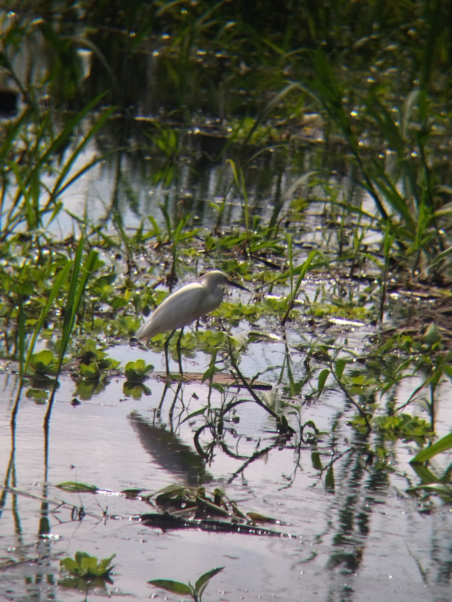 ユキコサギ - ML646990520