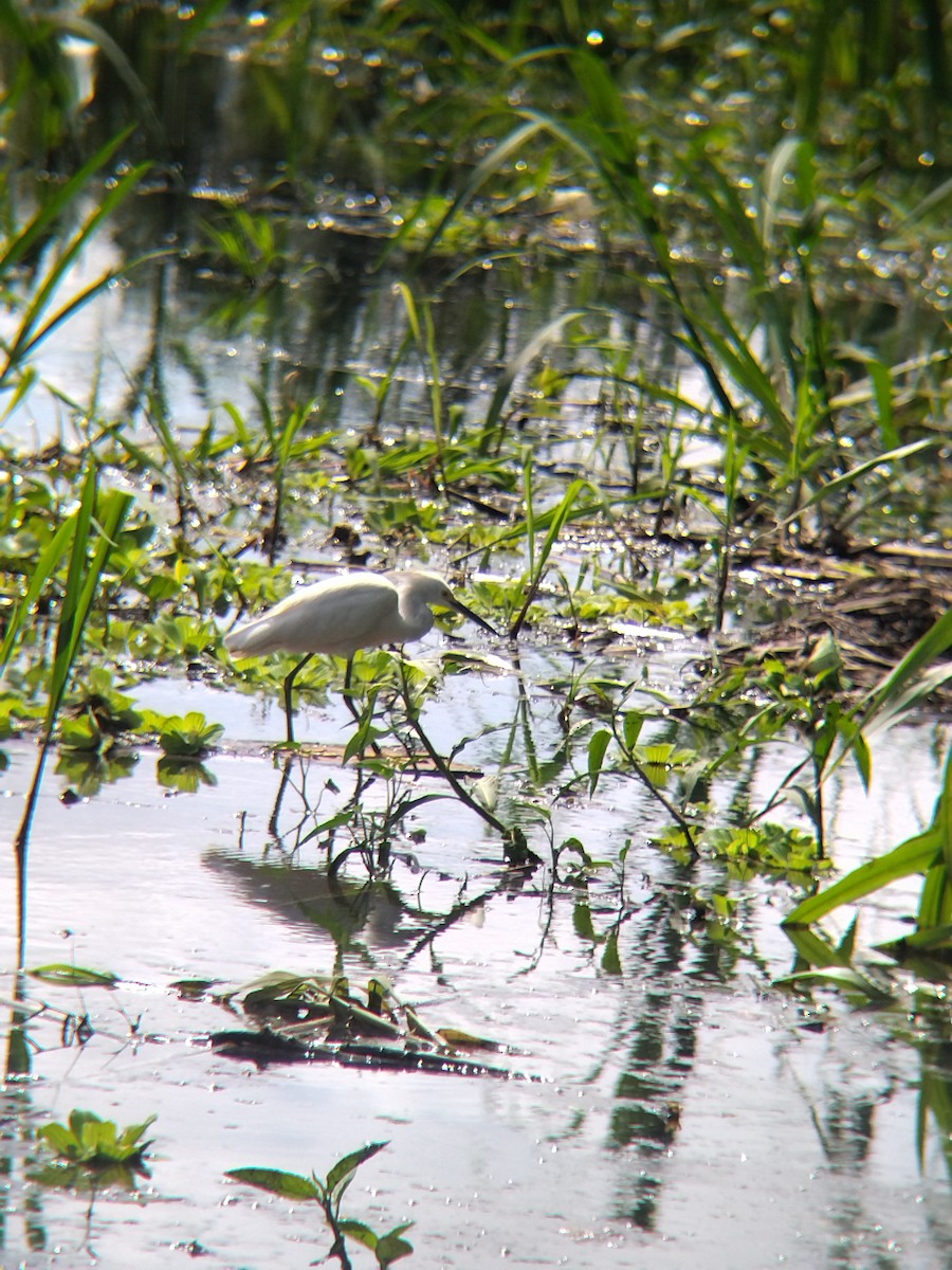 ユキコサギ - ML646990521