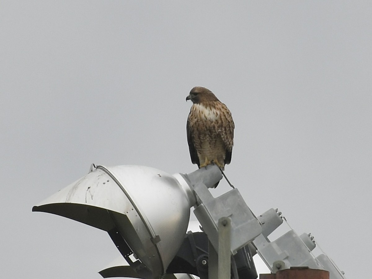 Busardo Colirrojo - ML646990522