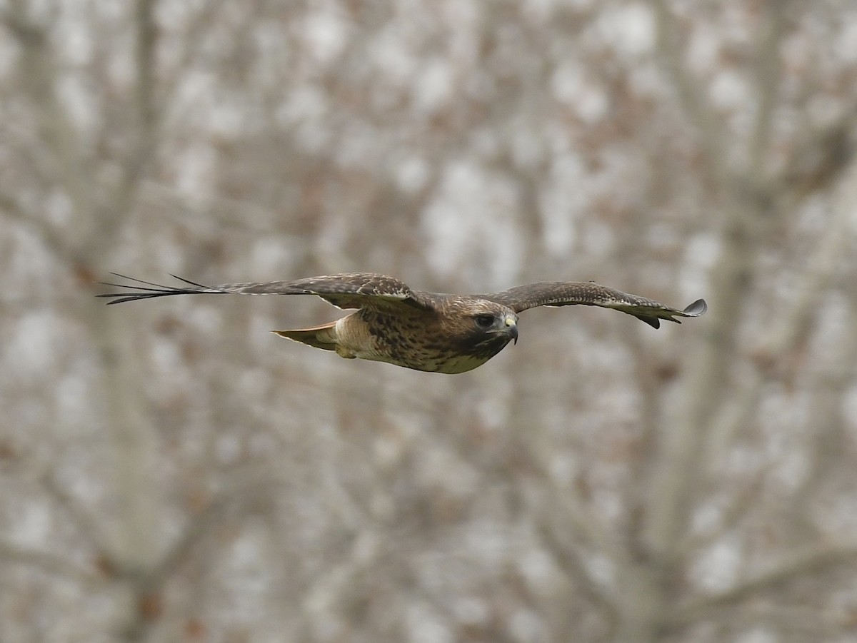 Busardo Colirrojo - ML646990523
