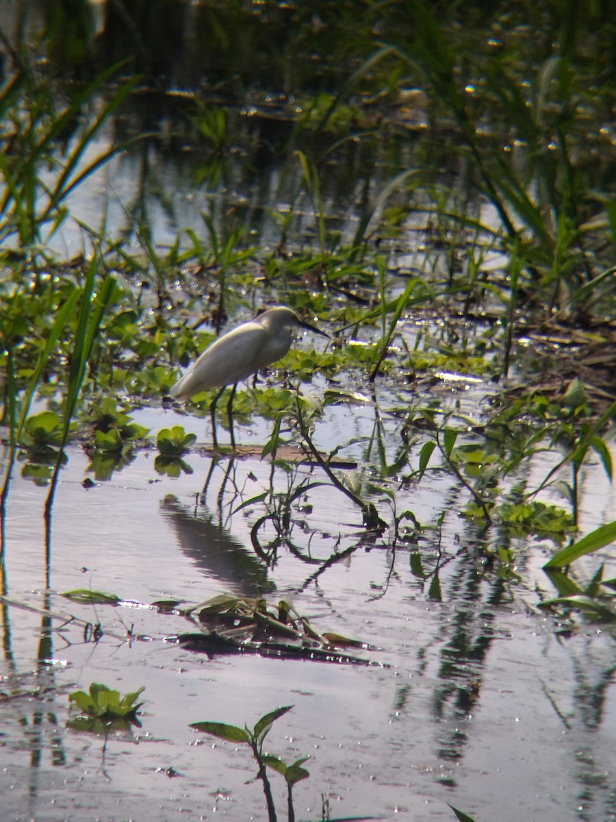 ユキコサギ - ML646990524