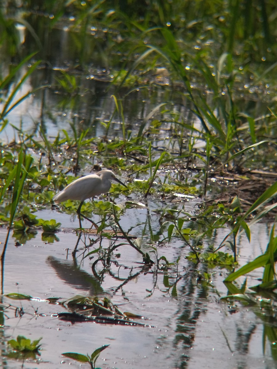 ユキコサギ - ML646990525